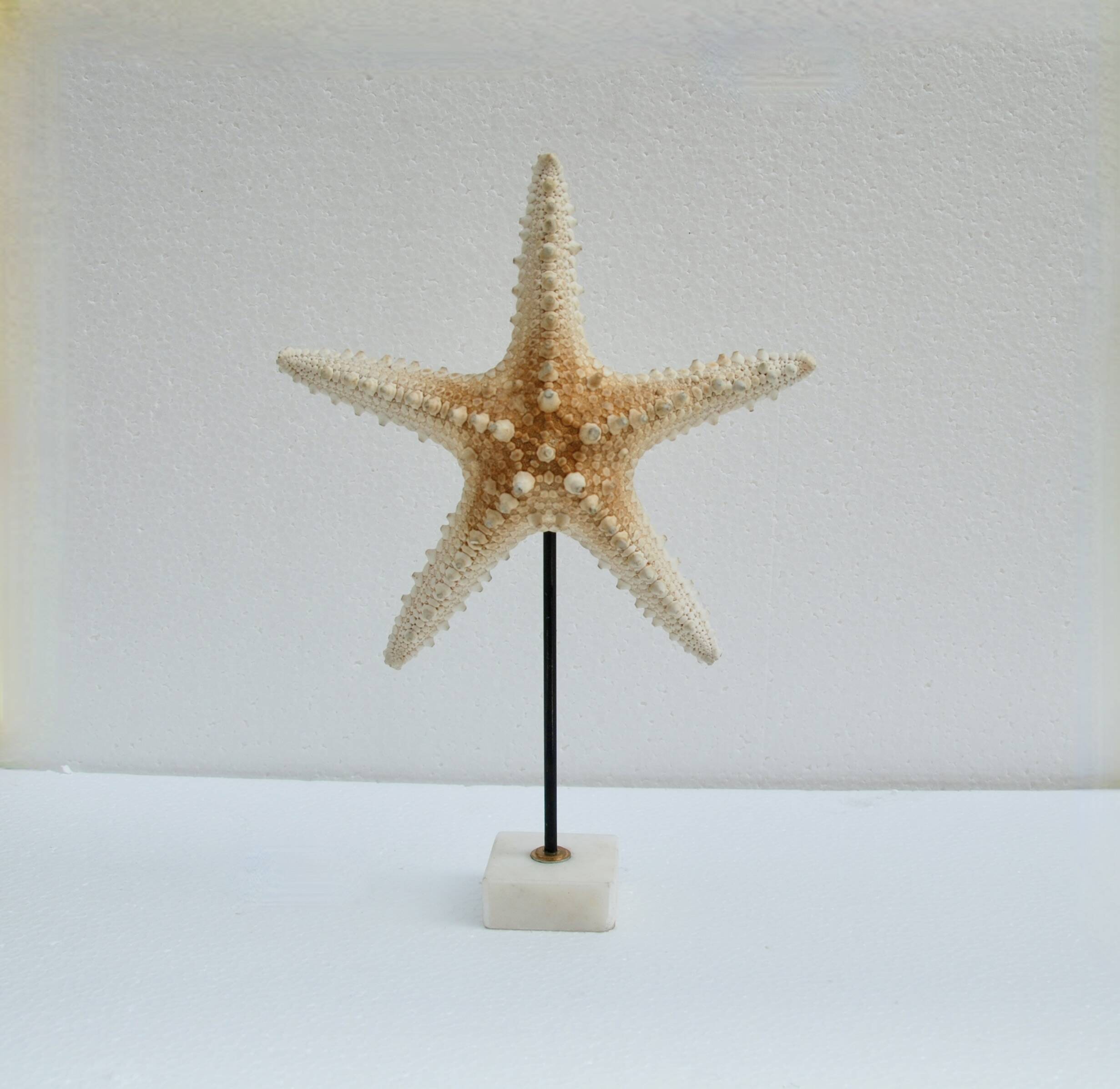 Cabinet of natural starfish curiosities on shell marble base