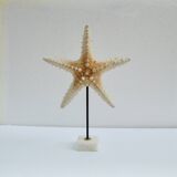 Cabinet of natural starfish curiosities on shell marble base