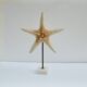 Cabinet of natural starfish curiosities on shell marble base