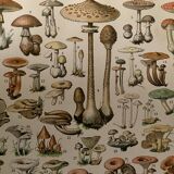 Lithograph on mushrooms (of Caesars) - 1900