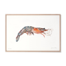 "Léa" shrimp