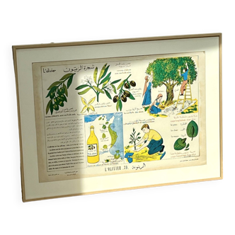 Illustrated Poster Culture of the Olive Tree
