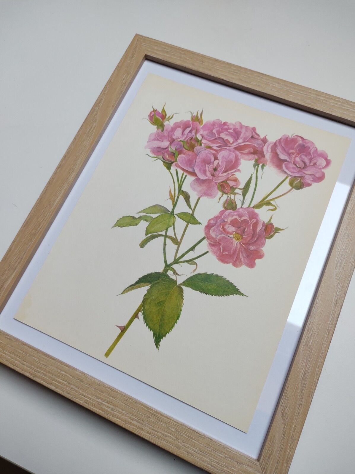 Rose botanical board - Vintage original from 1968 - Joseph Guy🌹