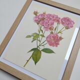 Rose botanical board - Vintage original from 1968 - Joseph Guy🌹