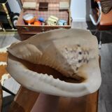 Large cornuta shell