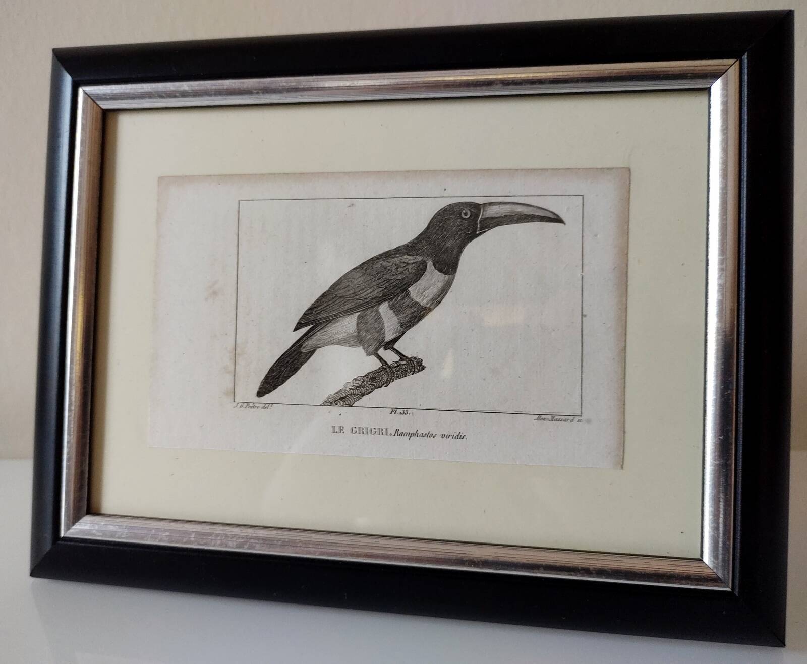 Small bird engraving from 1830 - Le Grigri - ornithological plate