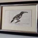 Small bird engraving from 1830 - Le Grigri - ornithological plate