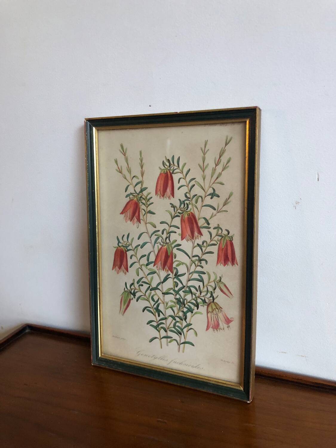 Vintage botanical illustration