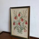 Vintage botanical illustration