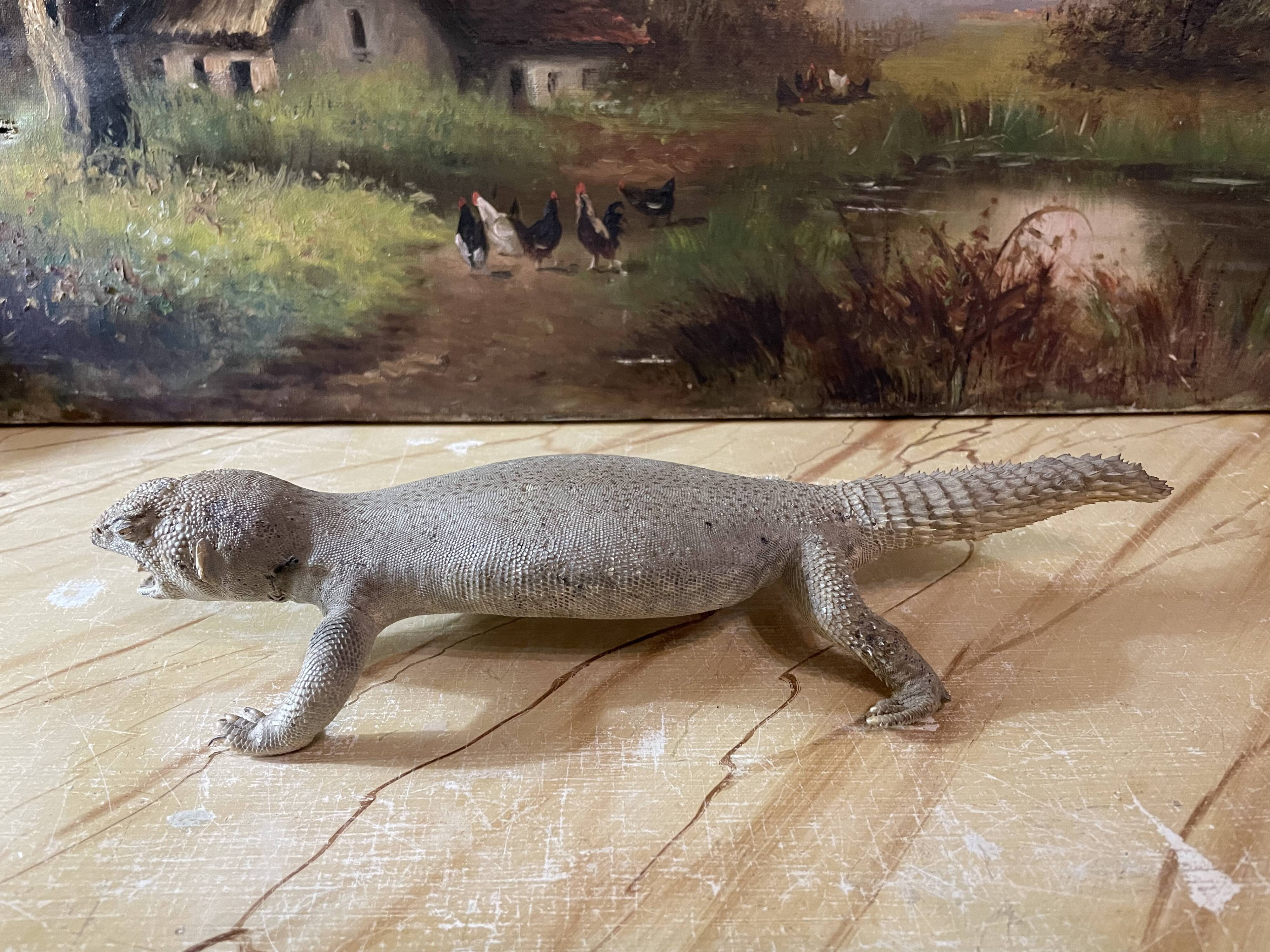 Ancient naturalized lizard