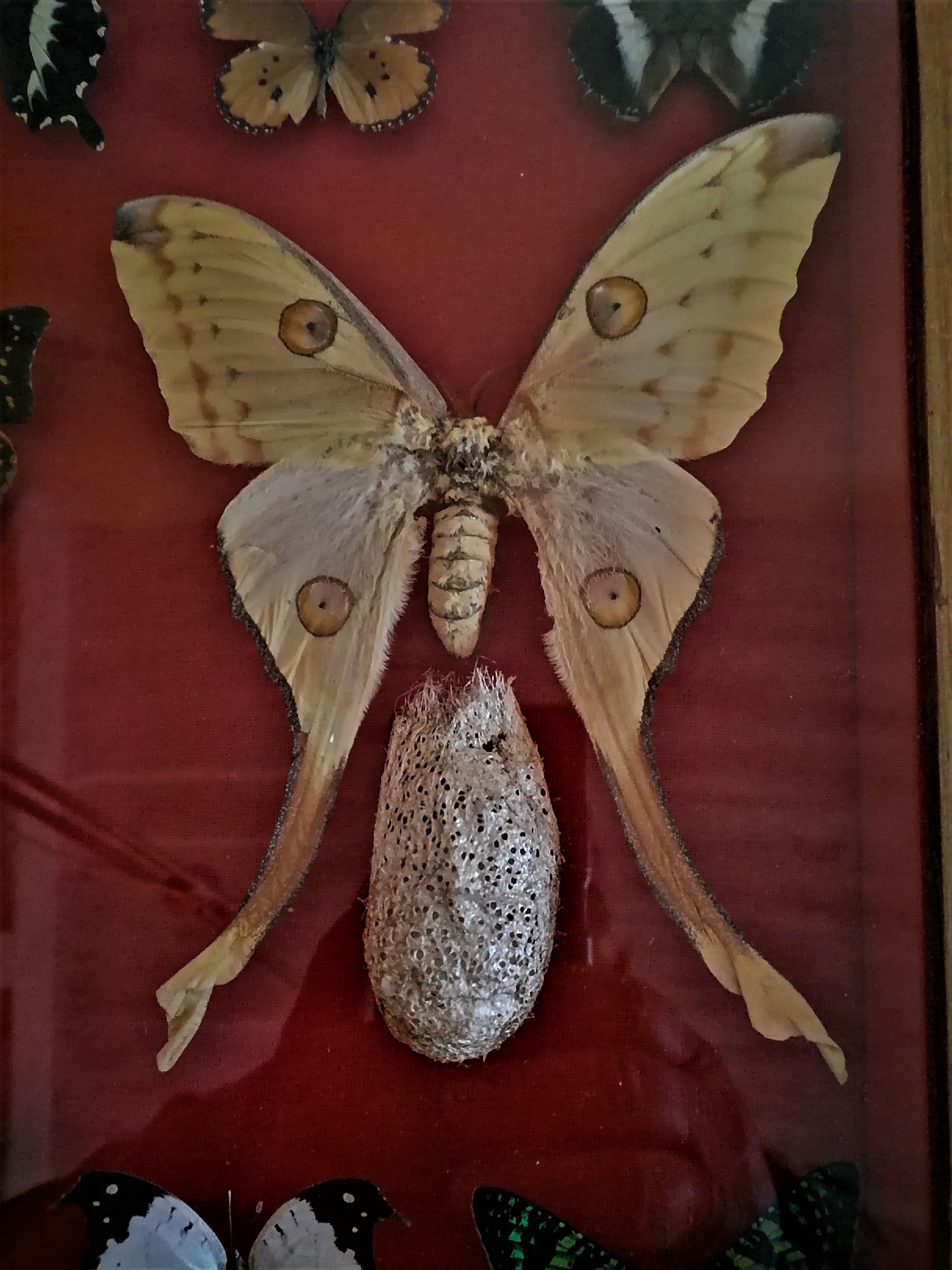 Curiosity, entomology, taxidermy, 9 butterflies