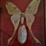 Curiosity, entomology, taxidermy, 9 butterflies