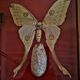 Curiosité, entomologie, taxidermie, 9 papillons
