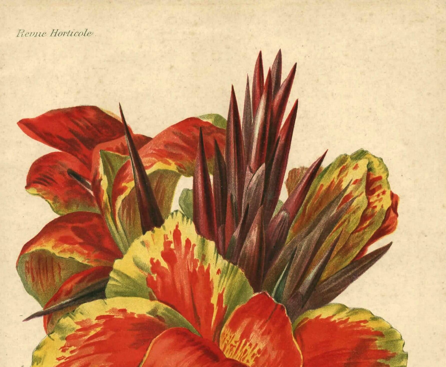 Botanical engraving from 1896 by Descamps-Sabouret • Canna Italia • Old lithograph