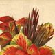 Botanical engraving from 1896 by Descamps-Sabouret • Canna Italia • Old lithograph