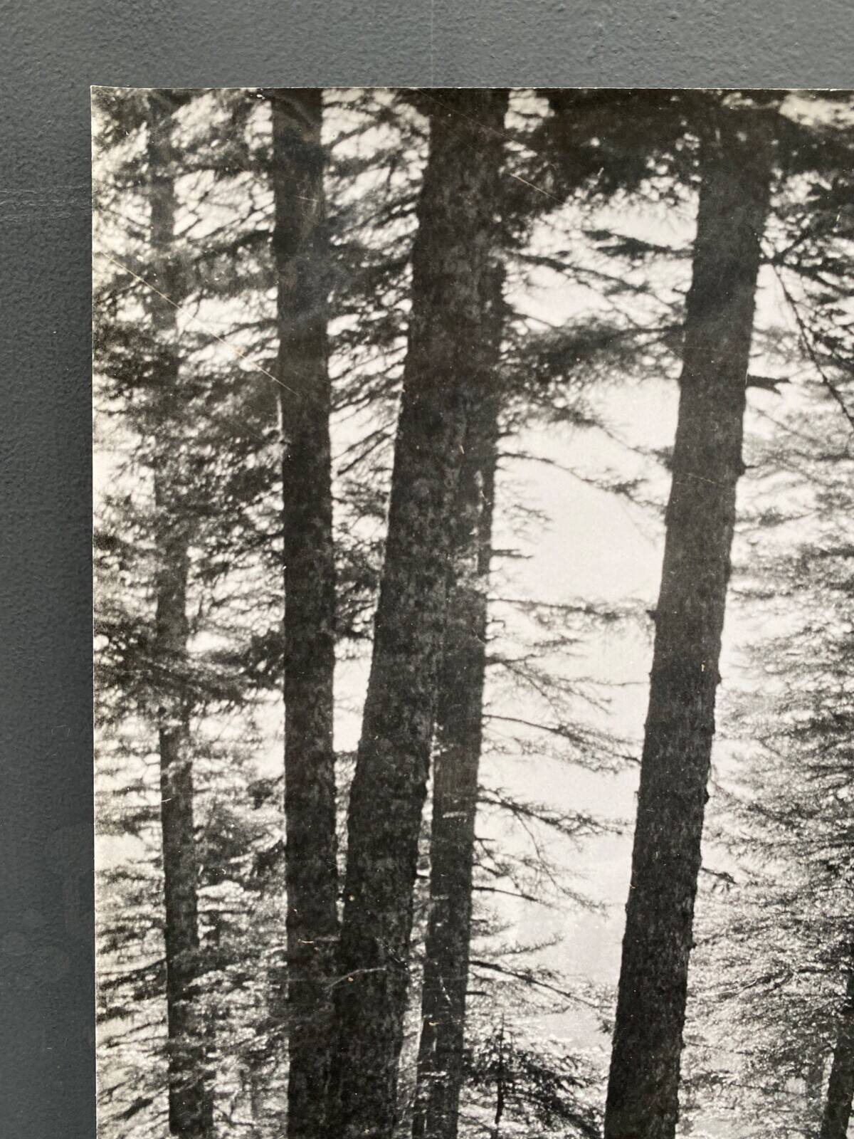 Silver gelatin photograph by Bernard Darot, Undergrowth and rocks, 20th century