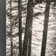 Silver gelatin photograph by Bernard Darot, Undergrowth and rocks, 20th century