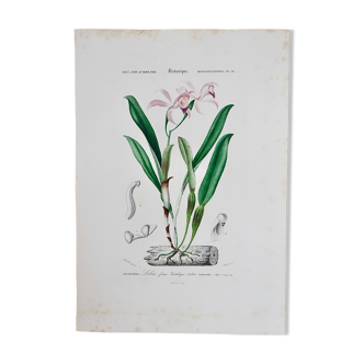Planche de botanique