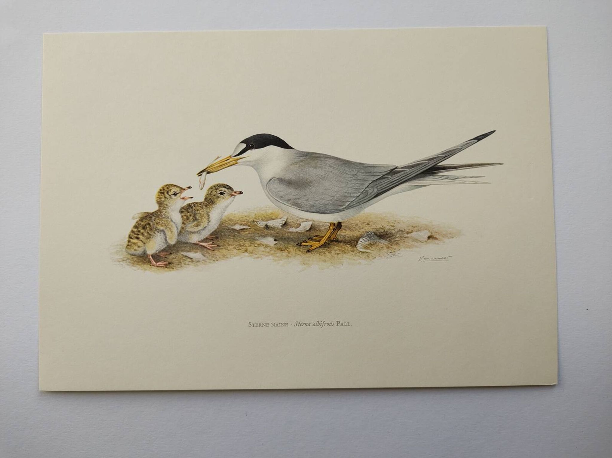 Planche ancienne ornithologie 1960 - Sterne Naine - Illustration plage mer