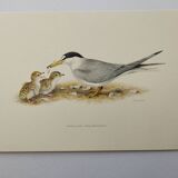 Old ornithology plate 1960 - Little Tern - Illustration beach sea