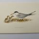 Old ornithology plate 1960 - Little Tern - Illustration beach sea