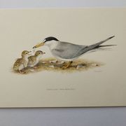 Planche ancienne ornithologie 1960 - Sterne Naine - Illustration plage mer
