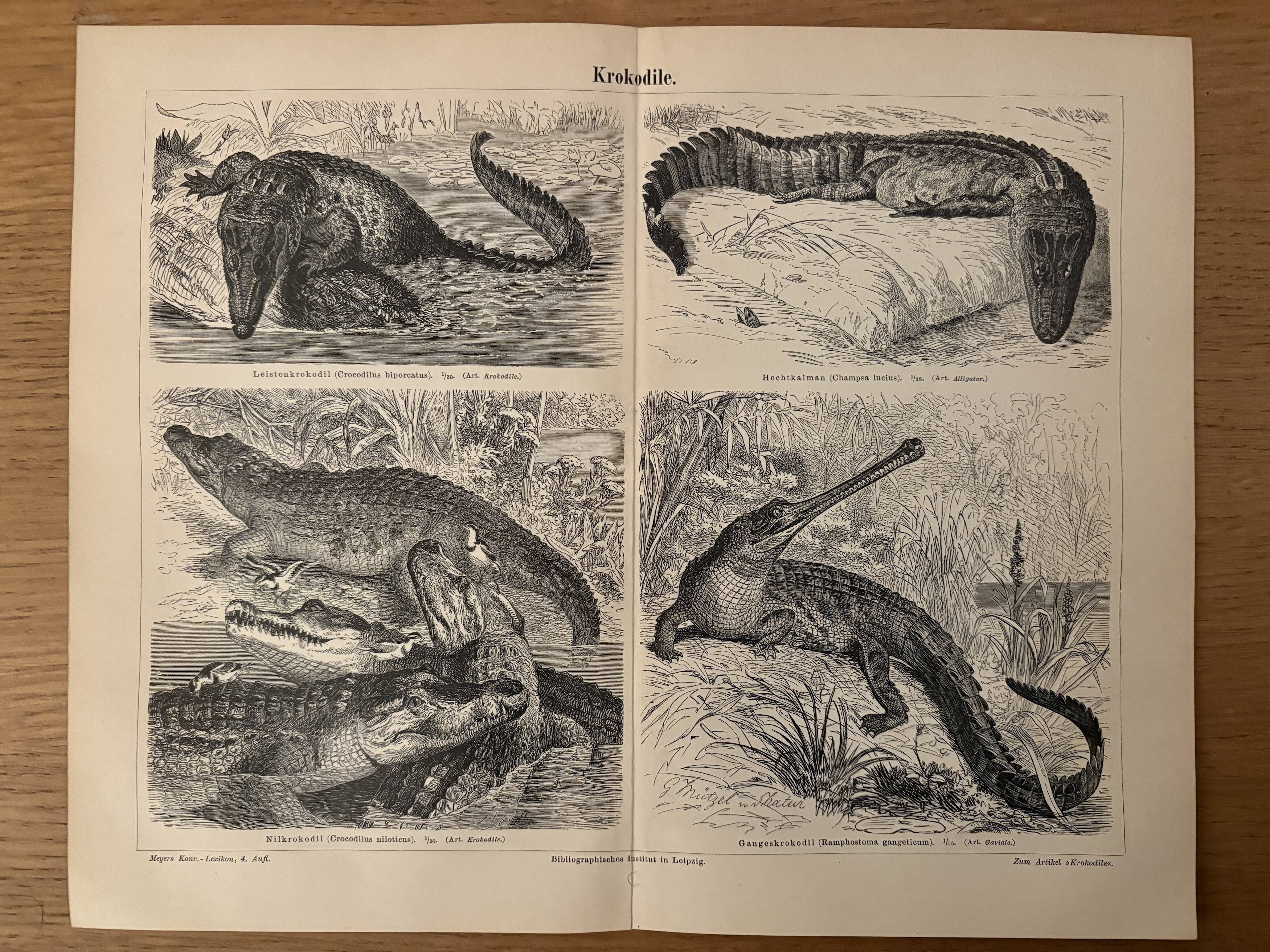 Old engraving of crocodiles and caimans (1890)