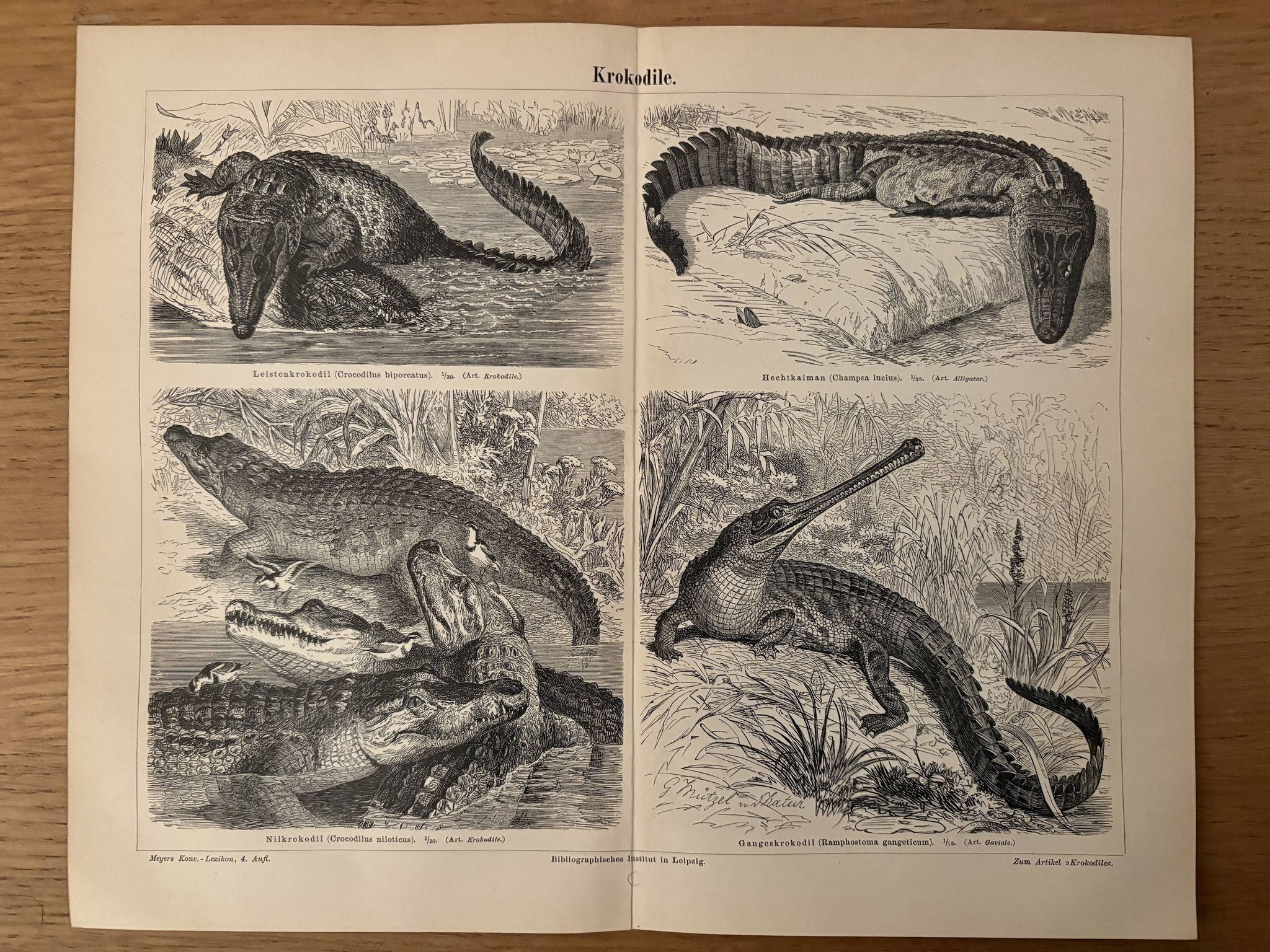 Old engraving of crocodiles and caimans (1890)