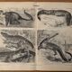 Old engraving of crocodiles and caimans (1890)