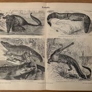 Old engraving of crocodiles and caimans (1890)