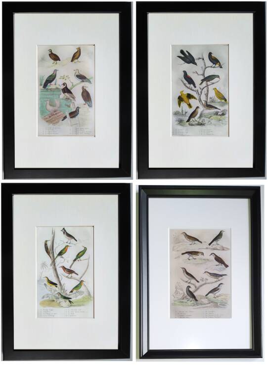 Set of 4 Ornithological plates Buffon 1838 "Lark, Quail, Tit, Troupial"