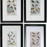 Set of 4 Ornithological plates Buffon 1838 "Lark, Quail, Tit, Troupial"