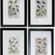 Set of 4 Ornithological plates Buffon 1838 "Lark, Quail, Tit, Troupial"