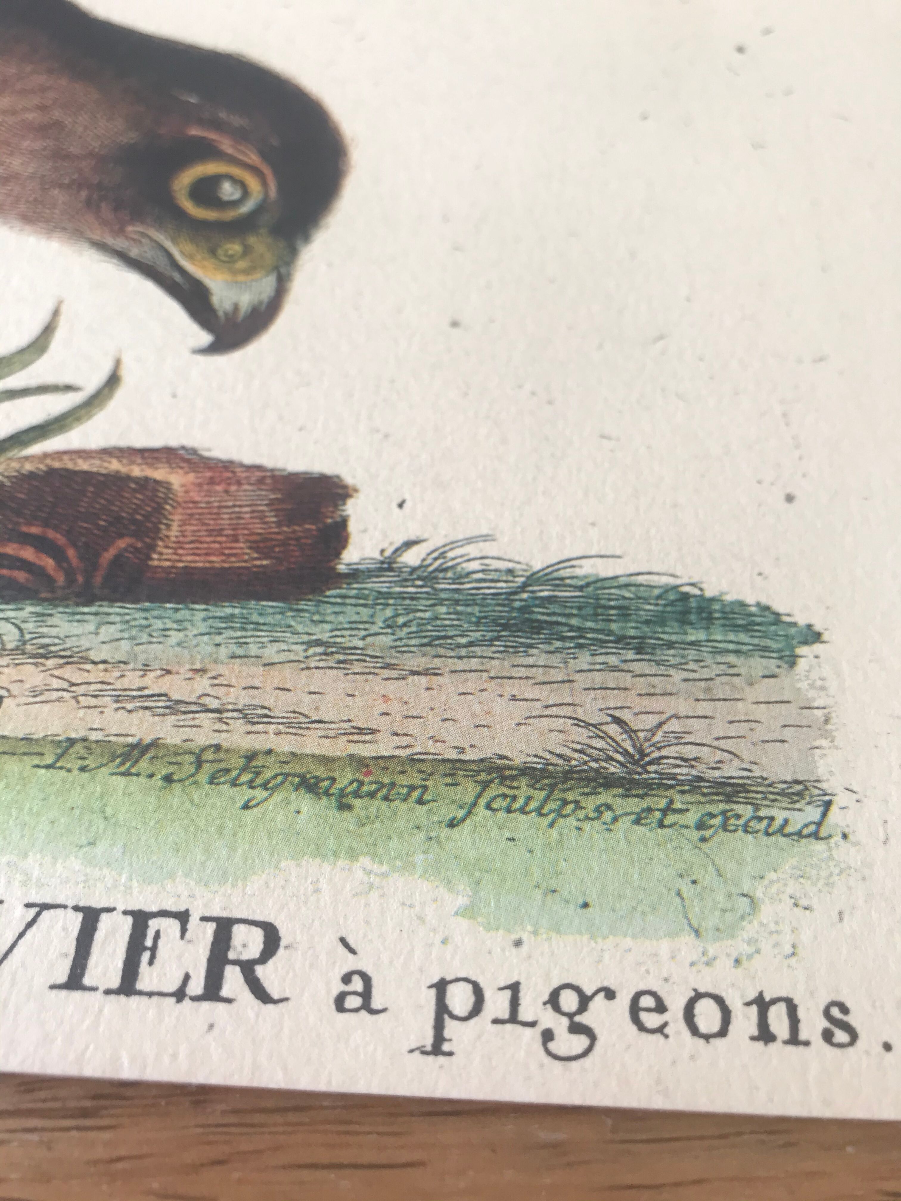 Ornithological board