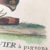 Ornithological board