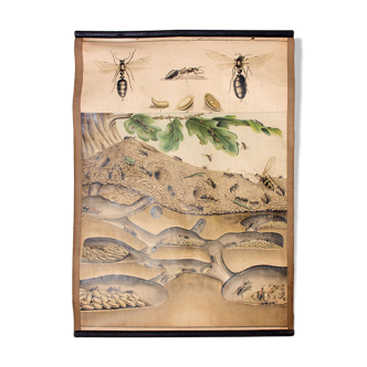 Affiche pédagogique colonie de fourmis 1914