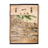 Affiche pédagogique colonie de fourmis 1914