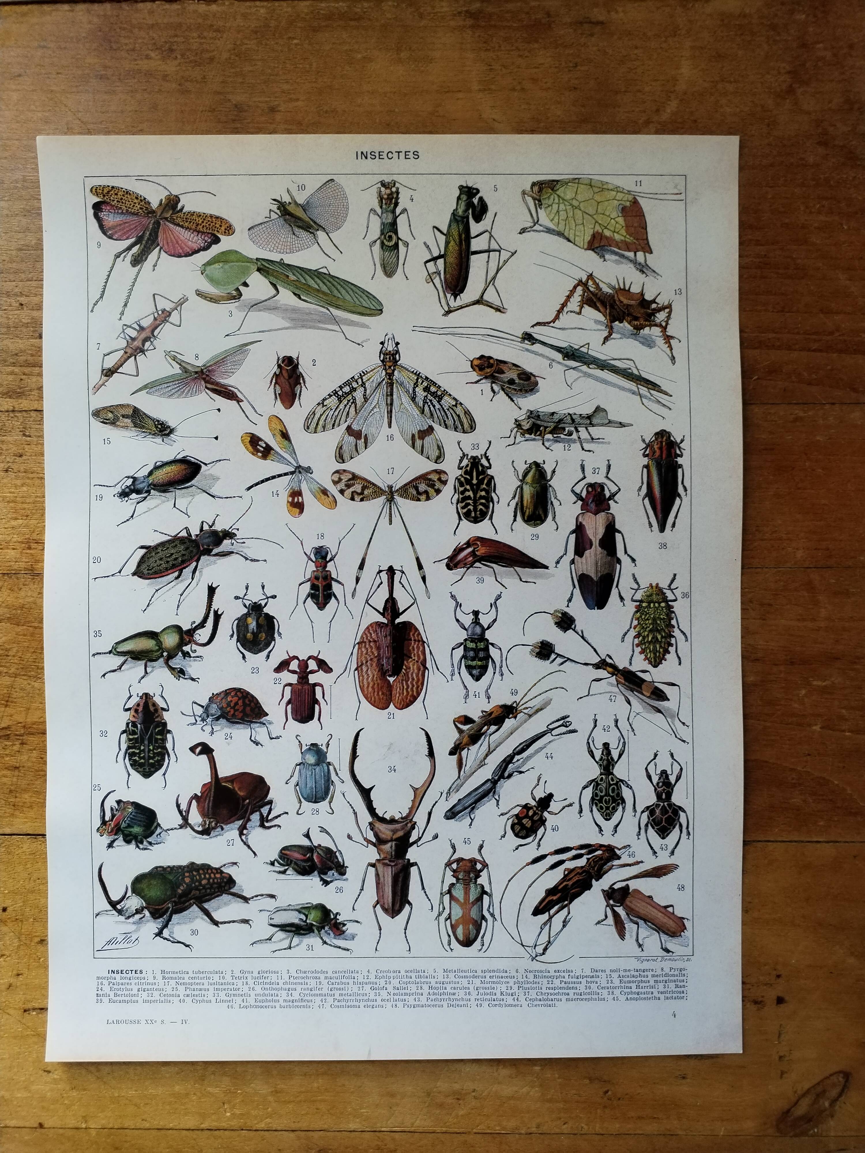 Page 1 of 12 Original lithograph on insects