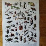 Page 1 of 12 Original lithograph on insects