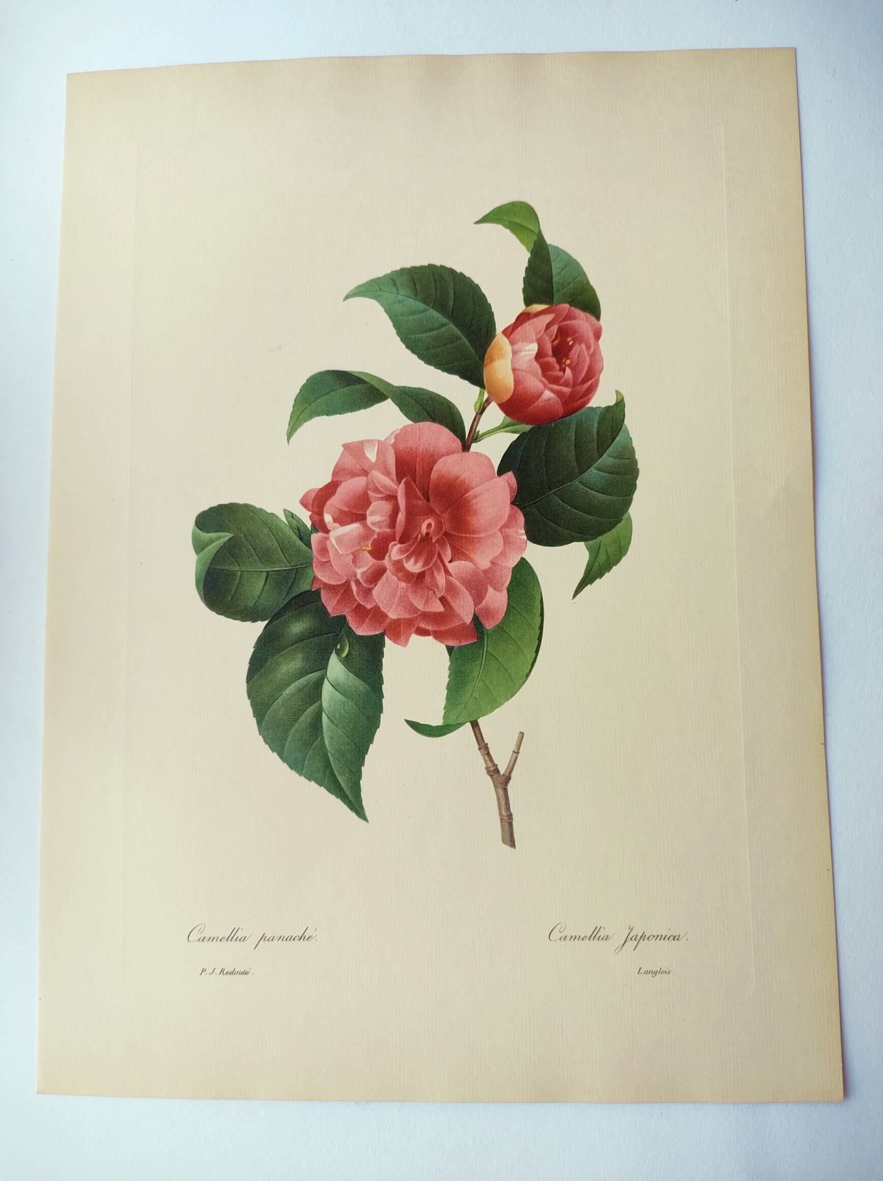 Antique botanical engraving -1955- Variegated Camellia or Japonica- by PJ. Redouté. Vintage Flower