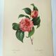 Gravure ancienne botanique -1955- Camellia panaché ou Japonica- par PJ. Redouté. Fleur Vintage