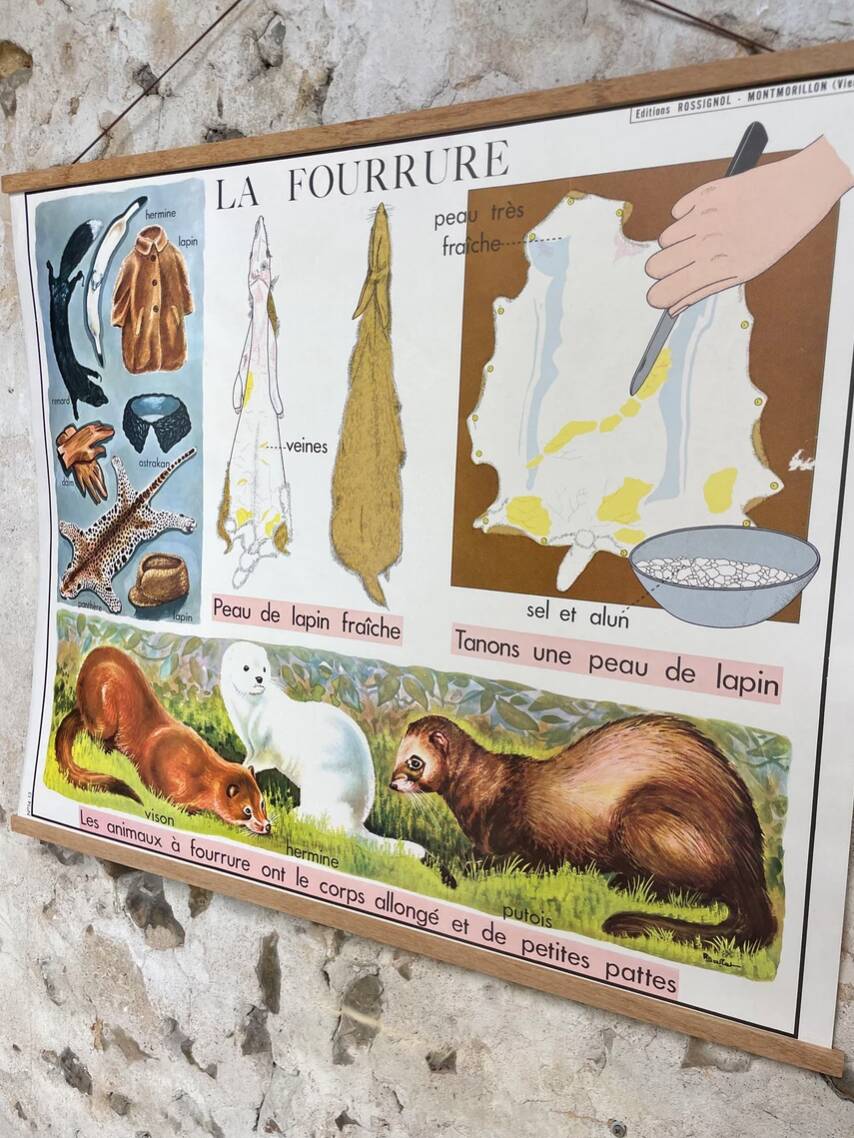School poster the orange and the fur