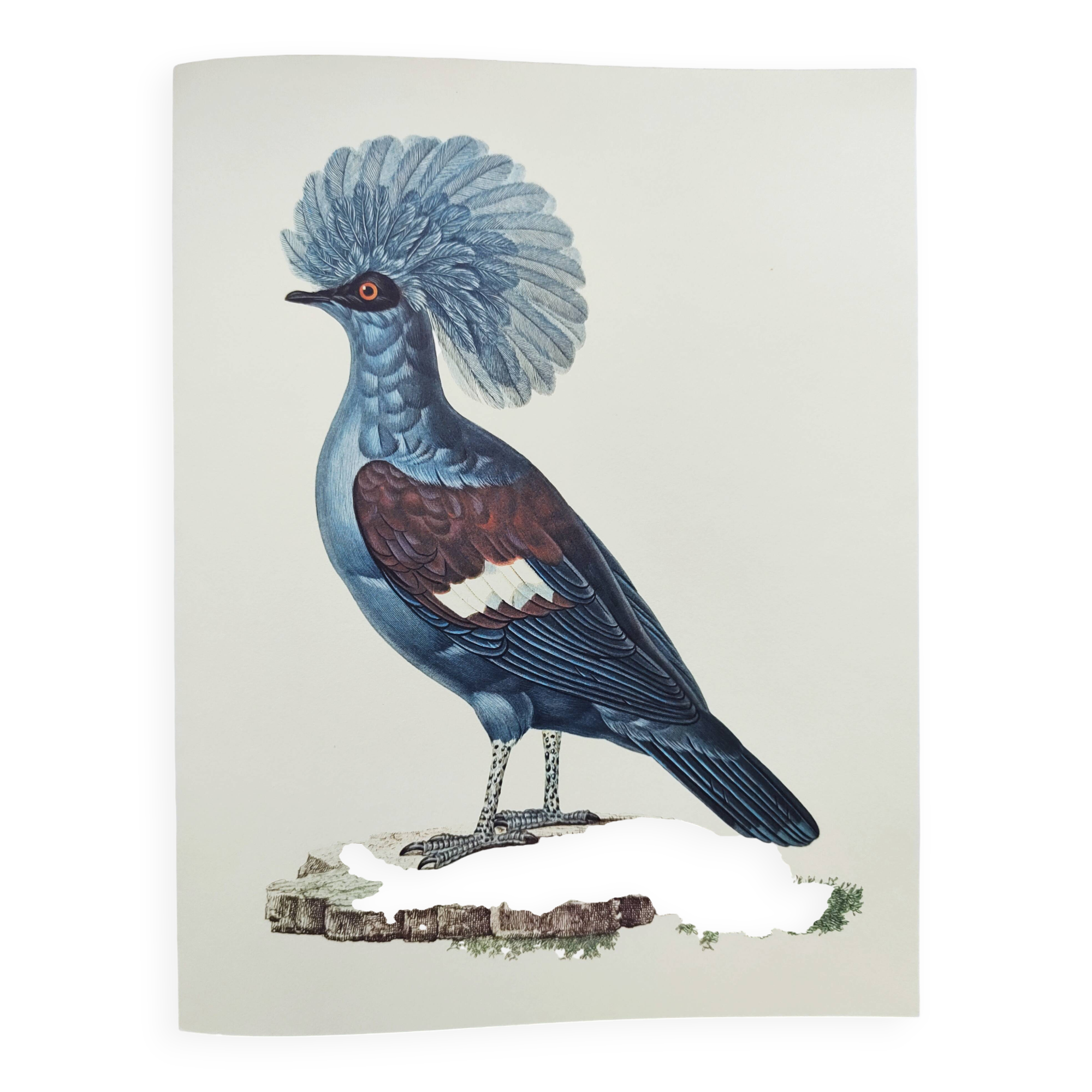 Old plate - Crowned Goura - Vintage zoological and ornithological illustration from 1970 - Bird
