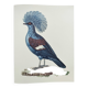 Old plate - Crowned Goura - Vintage zoological and ornithological illustration from 1970 - Bird