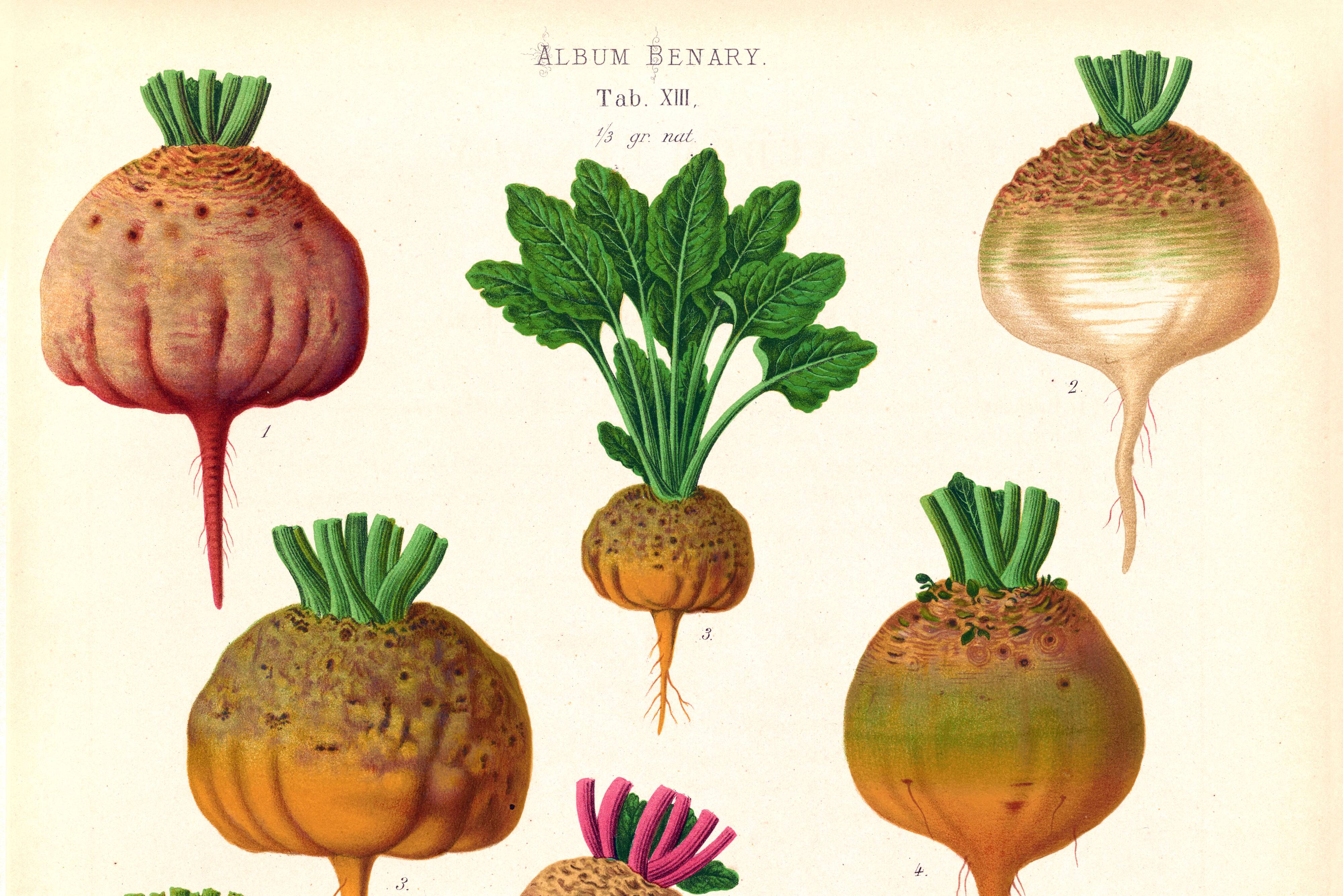 Poster on sugar beets, based on an old engraving from 1886.