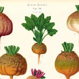 Poster on sugar beets, based on an old engraving from 1886.