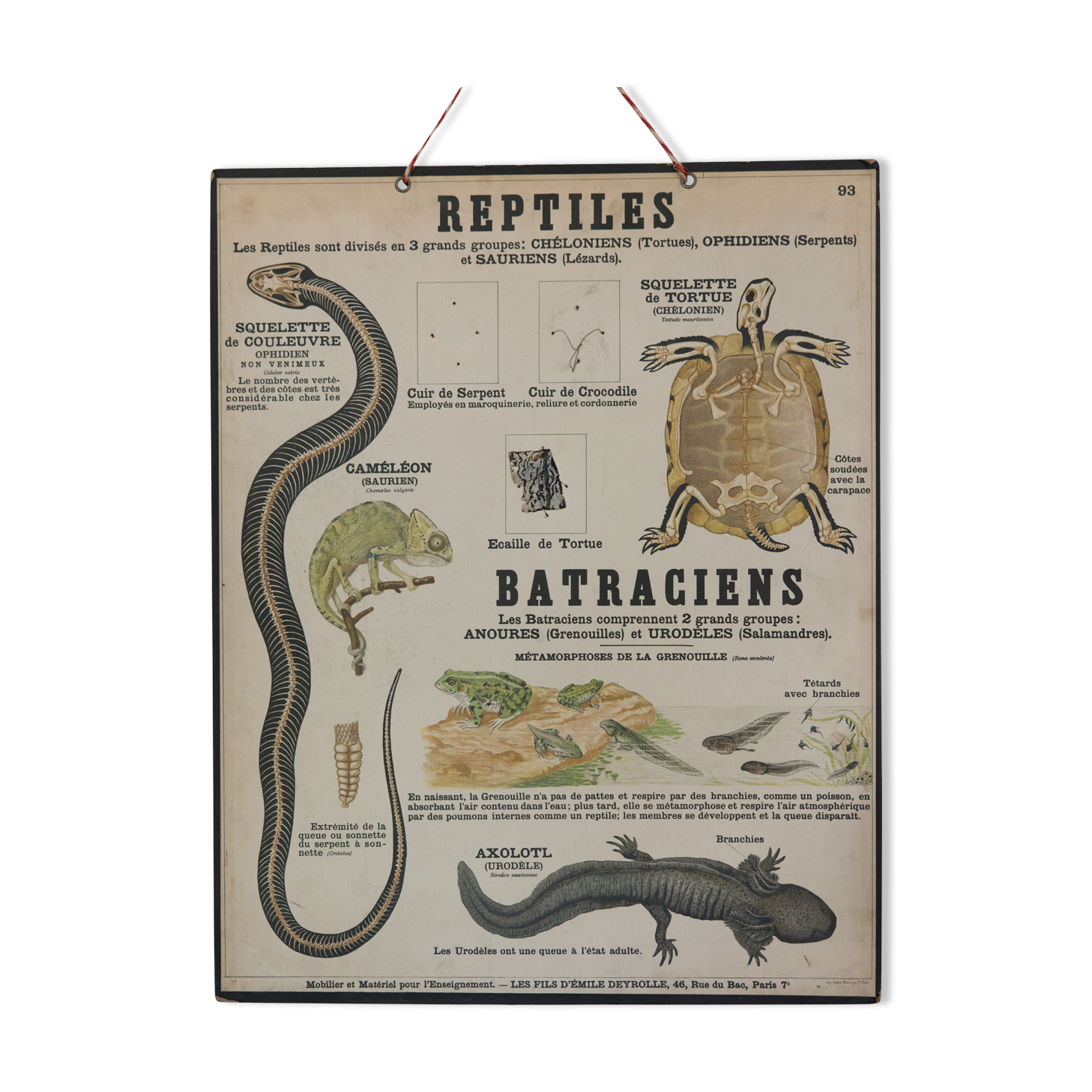 Didactic board deyrolle - les reptiles and amphibians