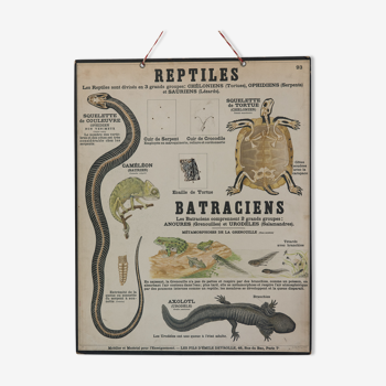 Planche didactique deyrolle - les reptiles et batraciens