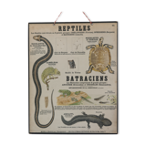 Didactic board deyrolle - les reptiles and amphibians