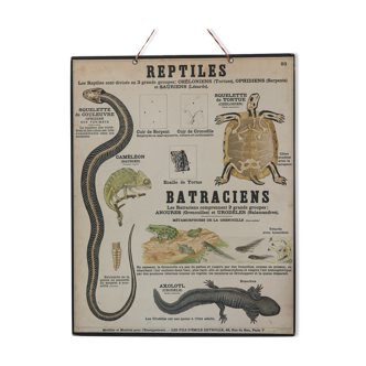Didactic board deyrolle - les reptiles and amphibians